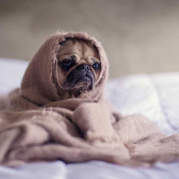 Mike Anderson's profile photo